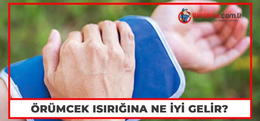 örümcek ısırığına ne iyi gelir