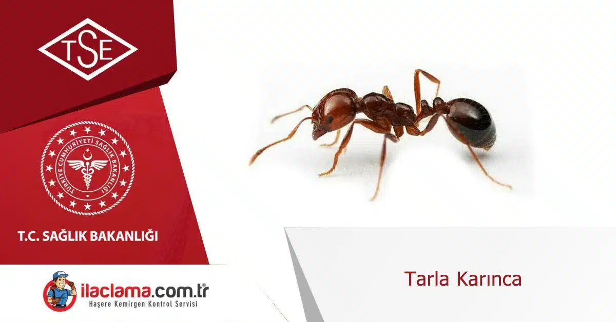 tarla-karınca