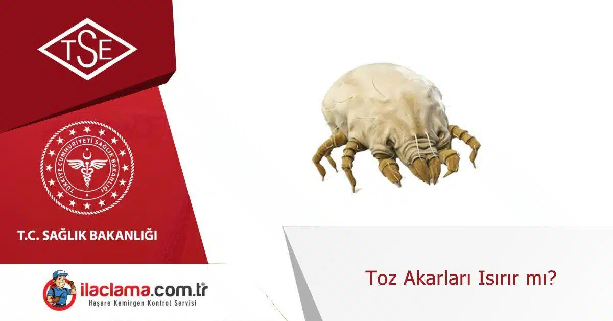 toz-akarları-ısırır-mı