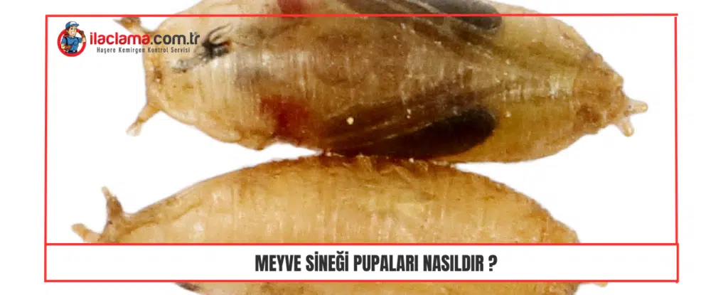 Meyve Sineği Pupaları Nasıldır