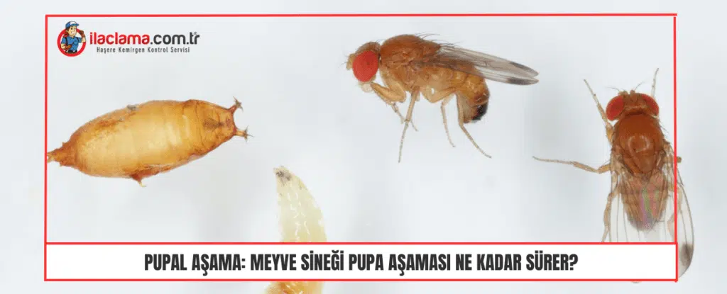 Pupal Aşama Meyve sineği pupa aşaması ne kadar sürer