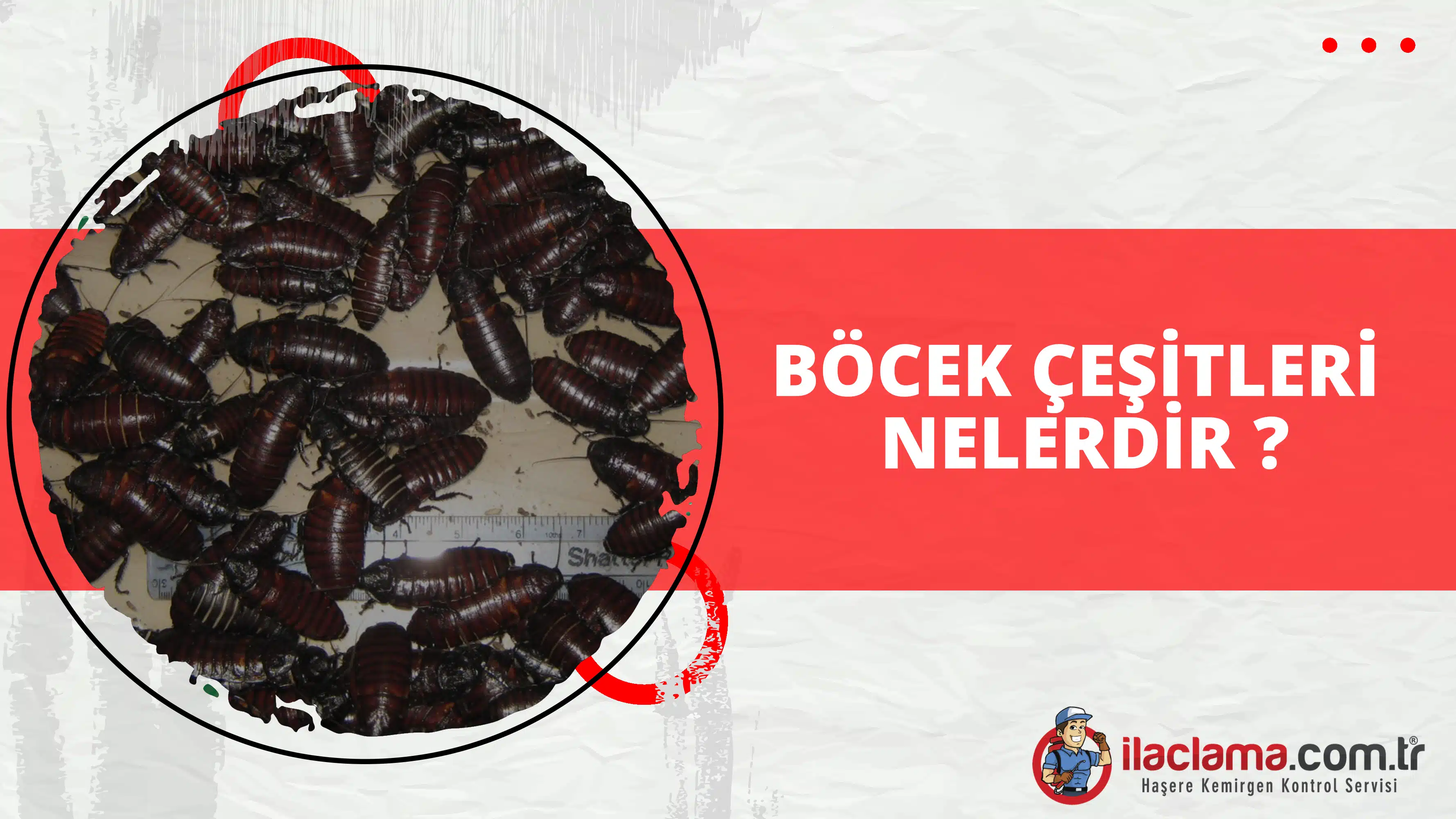 Böcek çeşitleri nelerdir