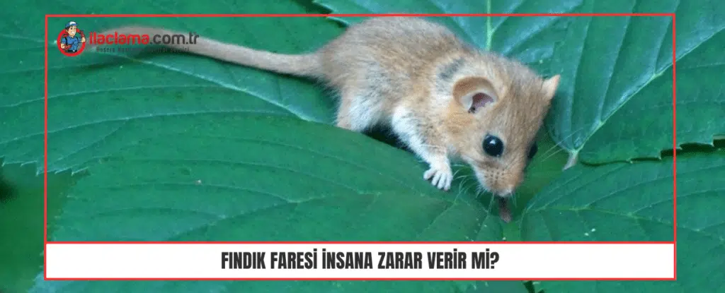 Fındık faresi insana zarar verir mi