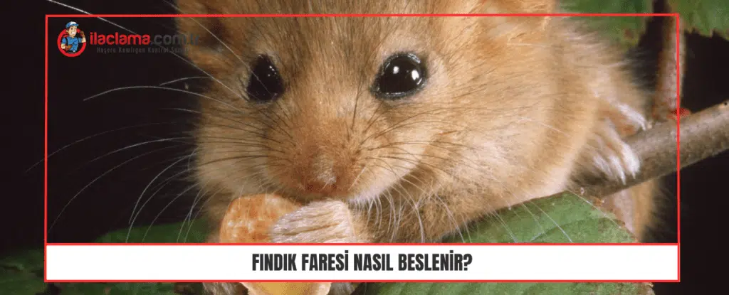 Fındık faresi nasıl beslenir