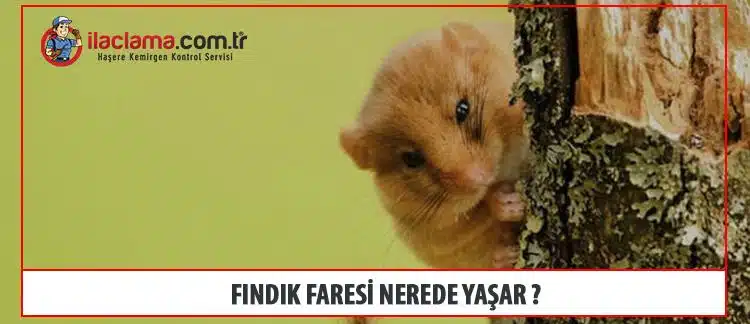 fındık faresi nerede yaşar