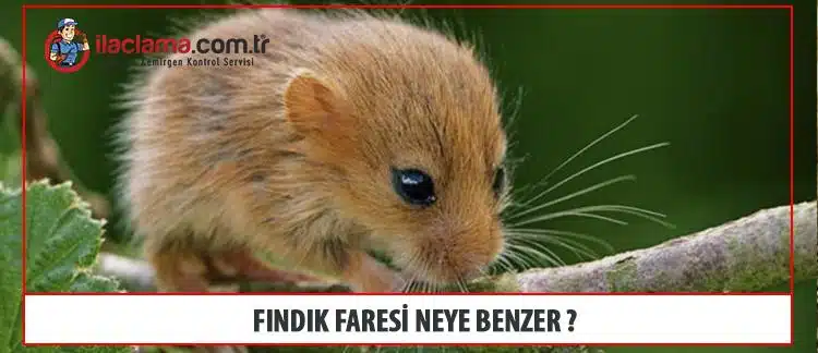 fındık faresi neye benzer