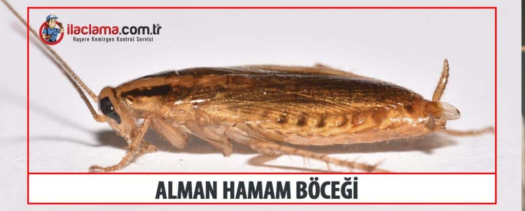 alman hamam böceği