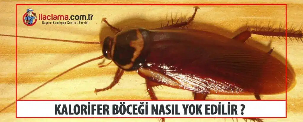 kalorifer böceği nasıl yok edilir?