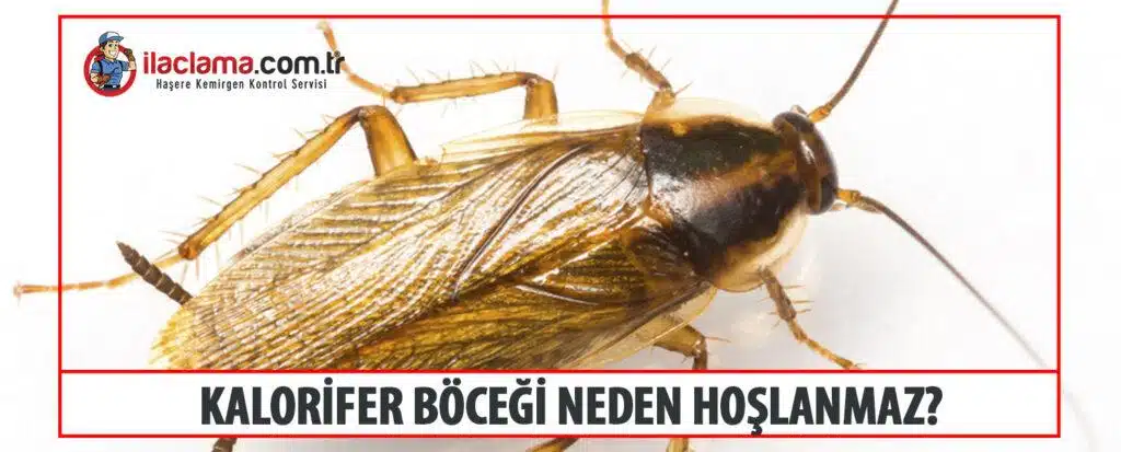 kalorifer böceği neden hoşlanmaz