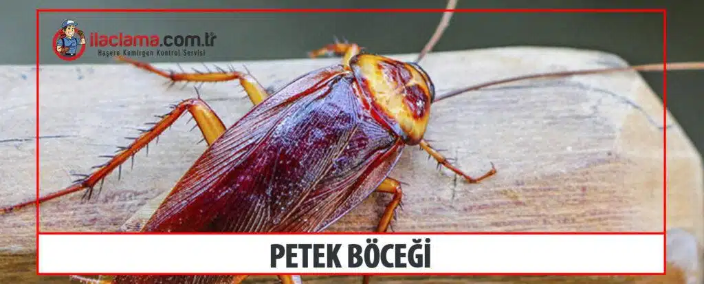 petek böceği