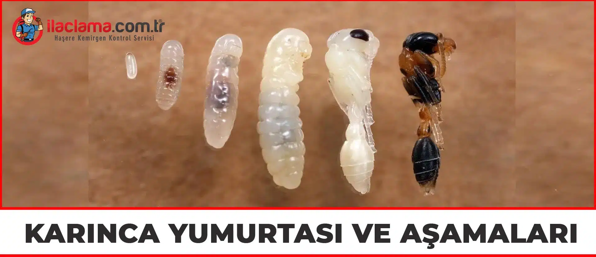 karınca yumurtası