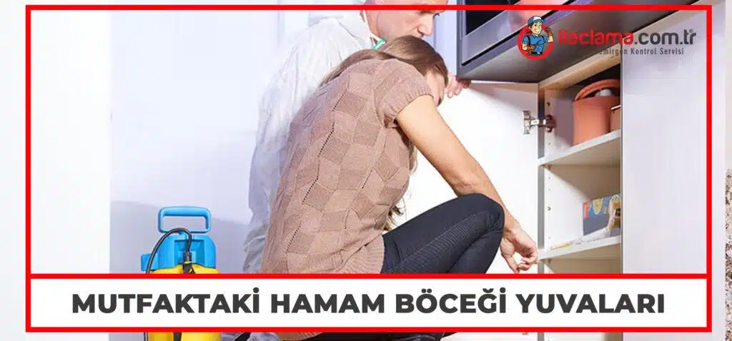 mutfak dolapları içindeki hamam böceği yuvaları araştırması