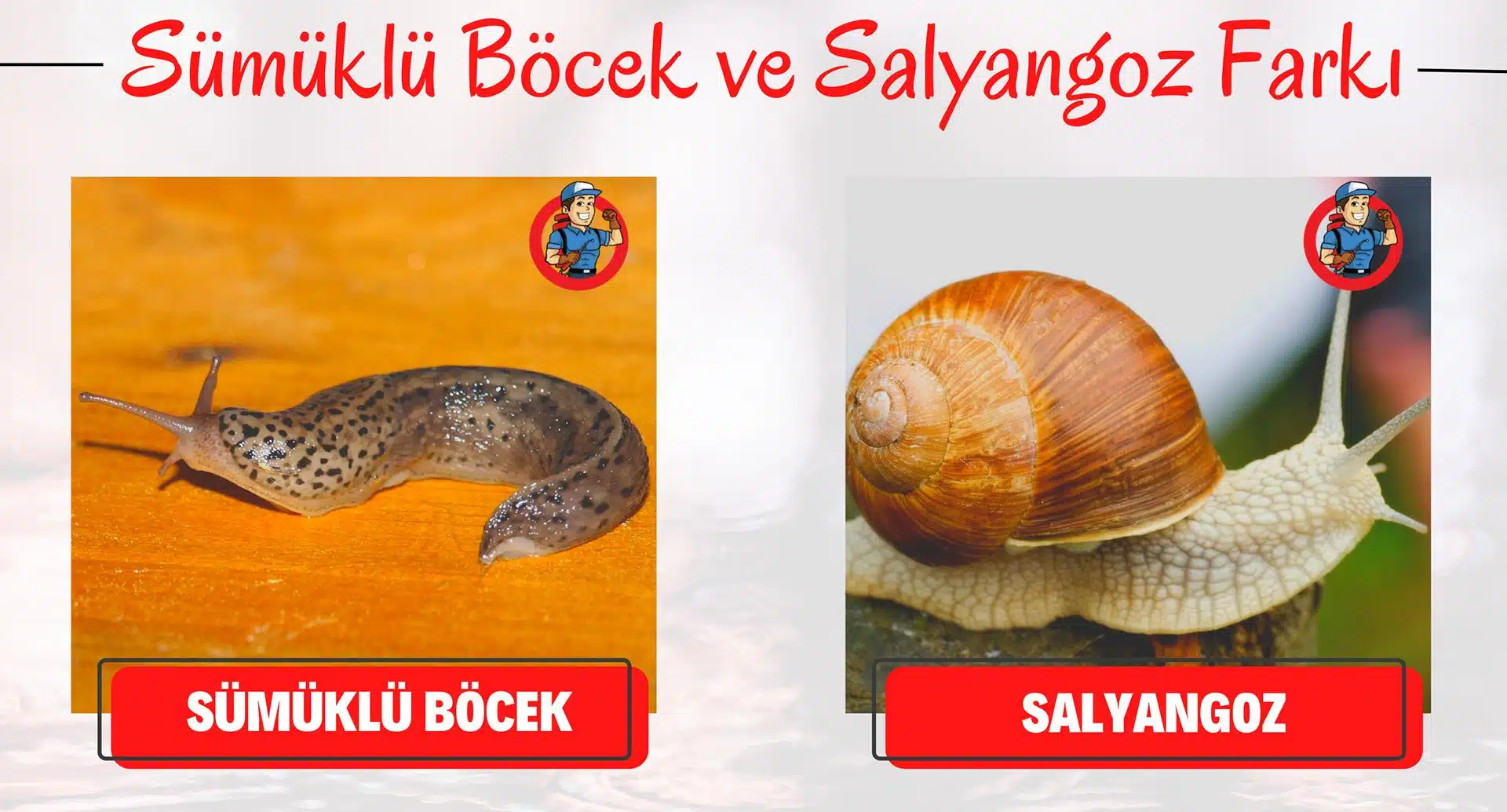 sümüklü böcek ve salyangoz farkı