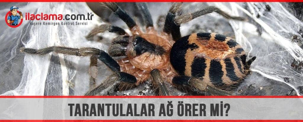 tarantula ağ örer mi