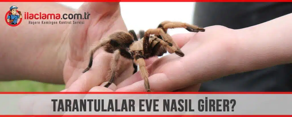 tarantula eve nasıl girer