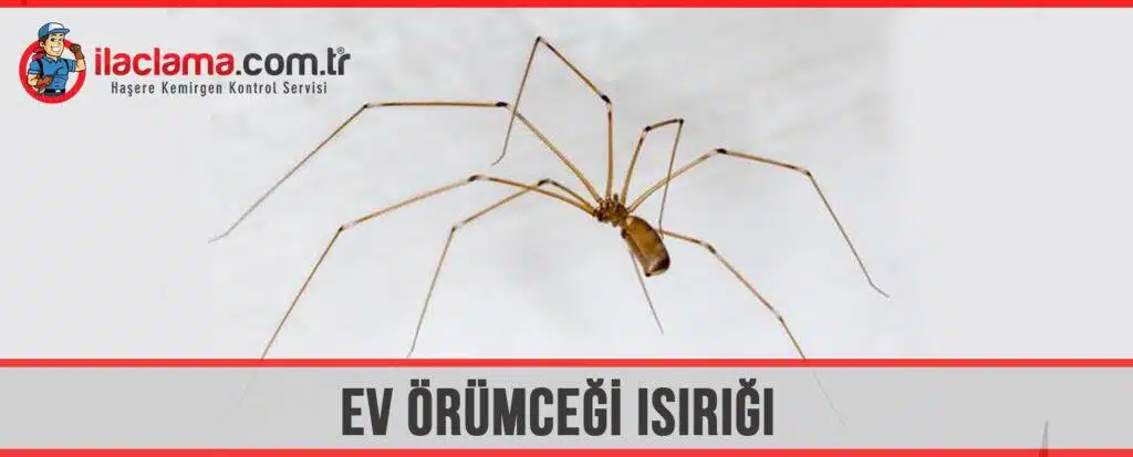 ev örümceği ısırığı