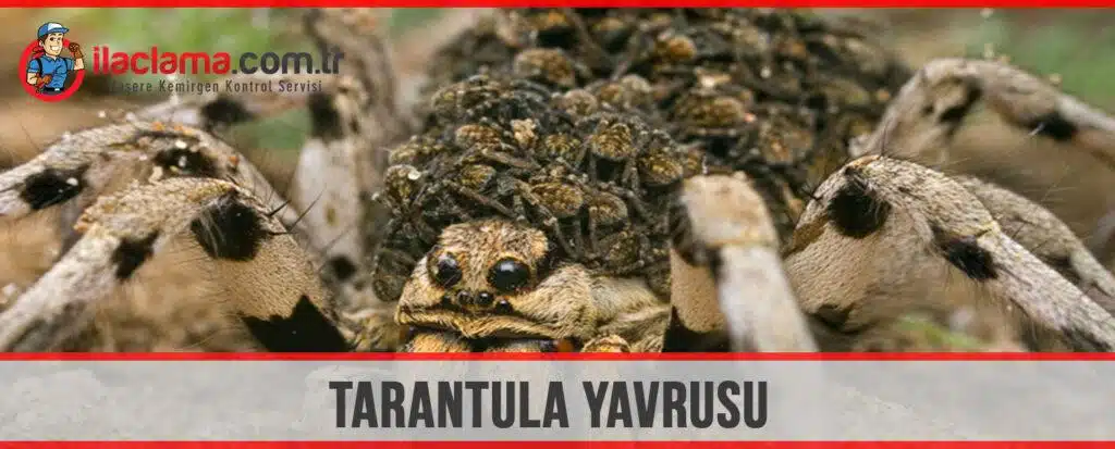 tarantula yavrusu