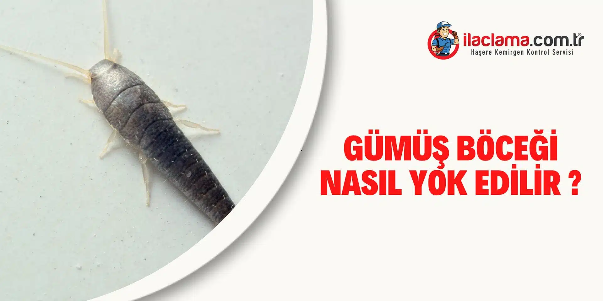 gümüş böceği nasıl yok edilir