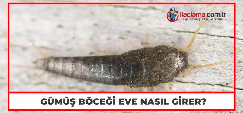 gümüş böceği eve nasıl girer