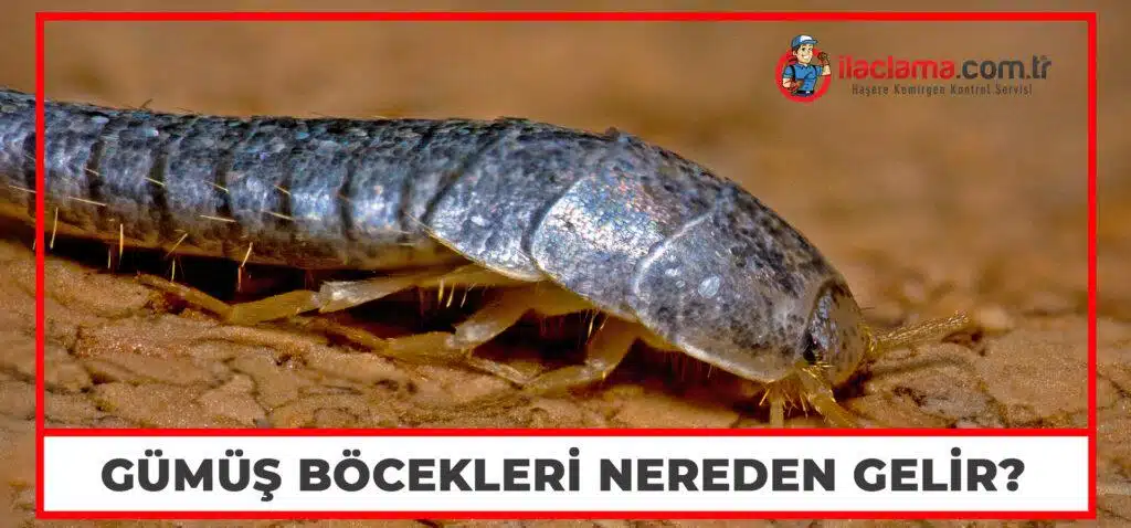 dışardan gelen gümüş böceği