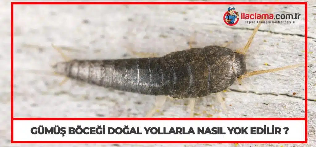 gümüş böceği doğal yollarla nasıl yok edilir