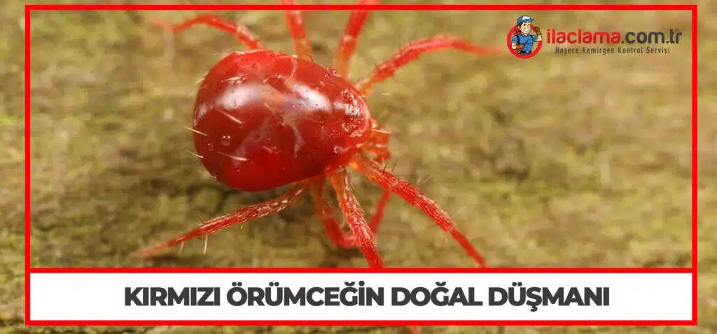 Kırmızı Örümceğin Doğal Düşmanı