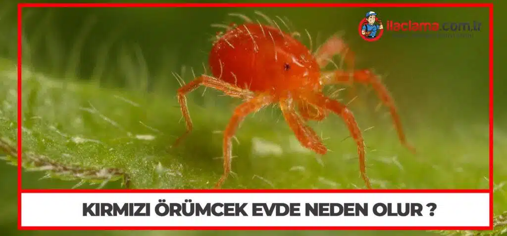 Kırmızı Örümcek Evde Neden Olur