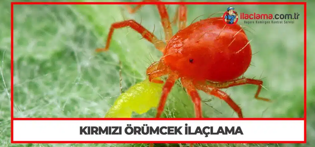 Kırmızı Örümcek İlaçlama