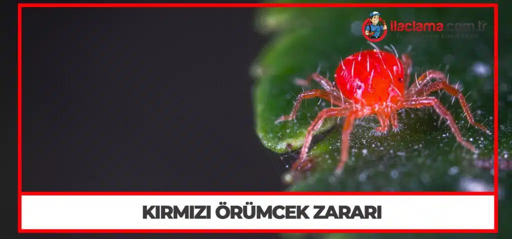 Kırmızı Örümcek Zararı