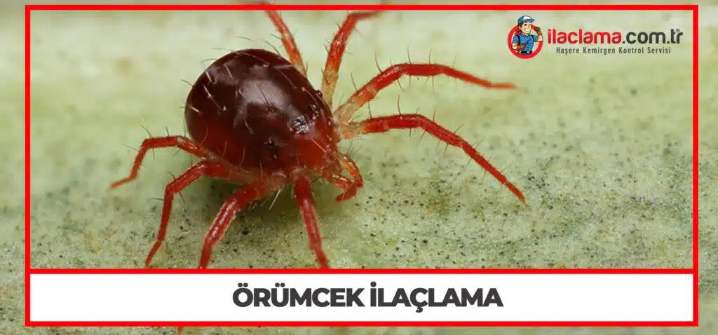 Örümcek İlaçlama