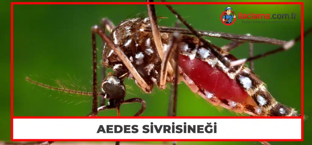 Aedes Sivrisineği