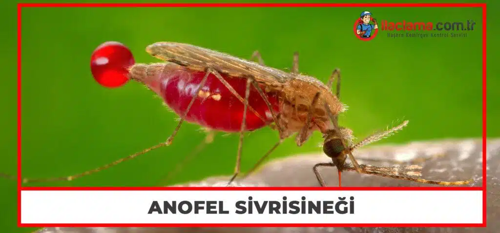 Anofel Sivrisineği