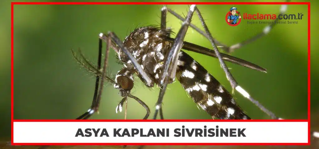 Asya Kaplanı Sivrisinek