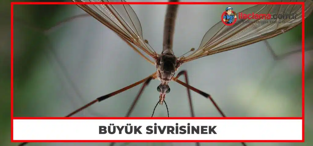 Büyük Sivrisinek