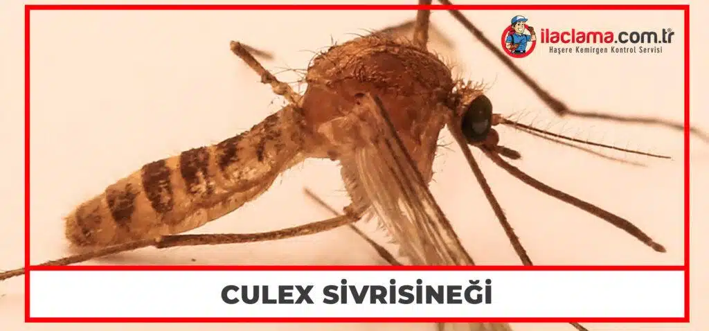 Culex Sivrisineği