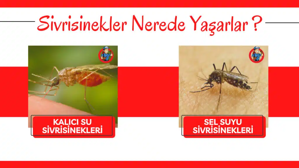 Sivrisinekler nerede yaşarlar