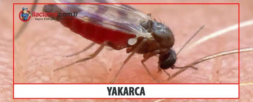 yakarca 