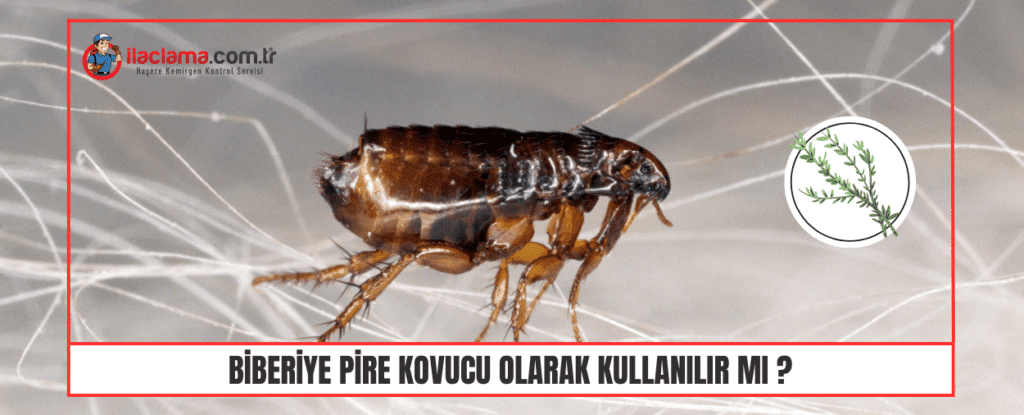 Biberiye Pire Kovucu olarak Kullanılır Mı