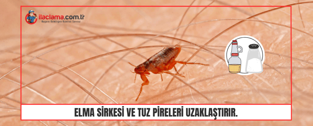 Elma Sirkesi ve Tuz Pireleri Uzaklaştırır.