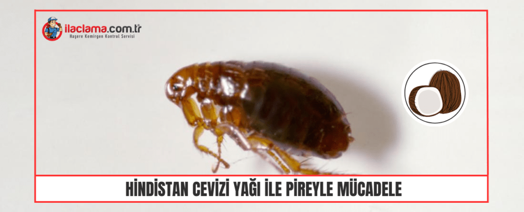 Hindistan Cevizi Yağı ile Pireyle Mücadele