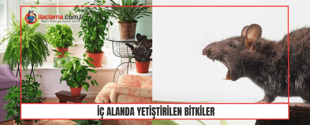 İç Alanda Yetiştirilen Bitkiler fareleri çeker