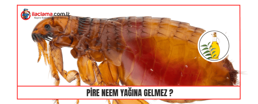 Pire Neem Yağına Gelmez