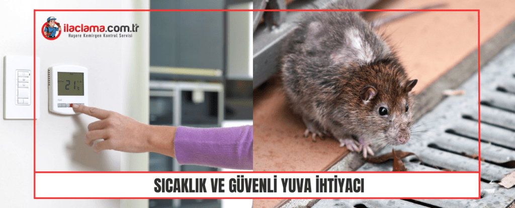 fare sıcağa ve güvenli alana gelir