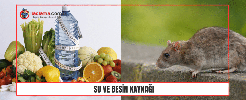 fare su ve yemeğe gelir