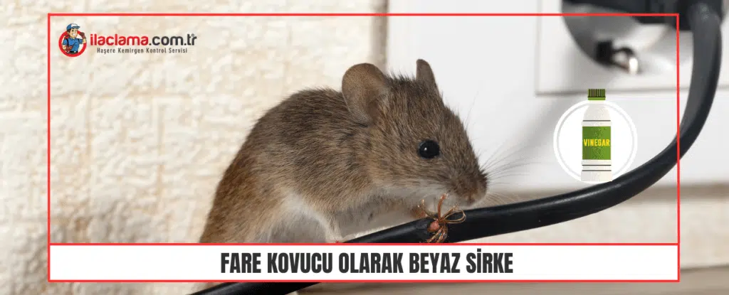 Fare Kovucu Olarak Beyaz Sirke