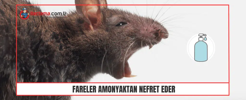 Fareler Amonyaktan Nefret Eder