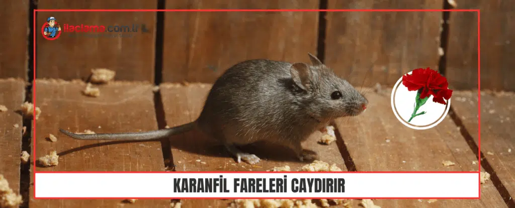 Karanfil Fareleri Caydırır