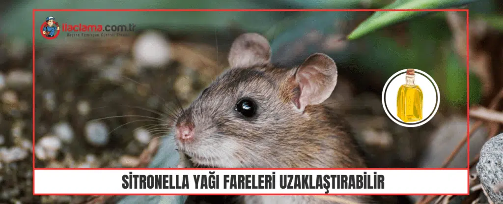 Sitronella Yağı Fareleri Uzaklaştırabilir