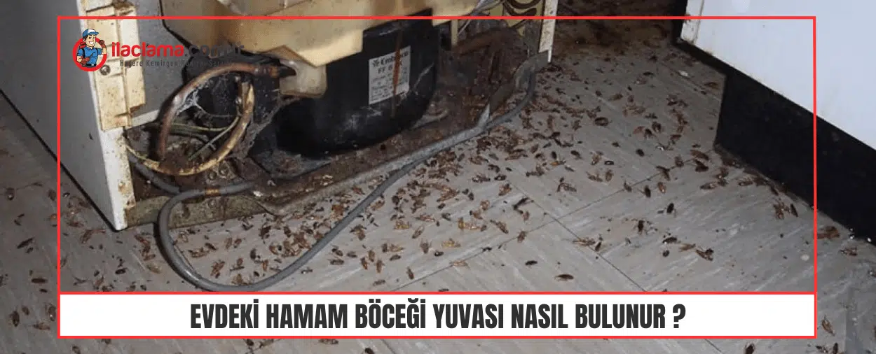 evde buzdolabı motor kısmında yuvalanan hamam böcekleri 