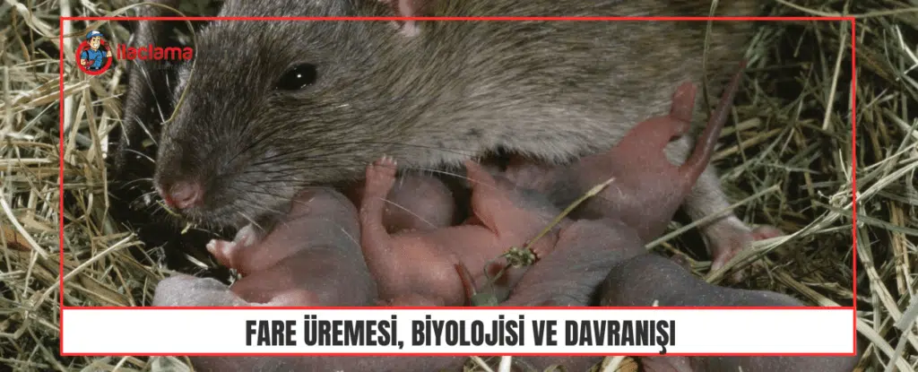 Fare Üremesi, Biyolojisi ve Davranışı